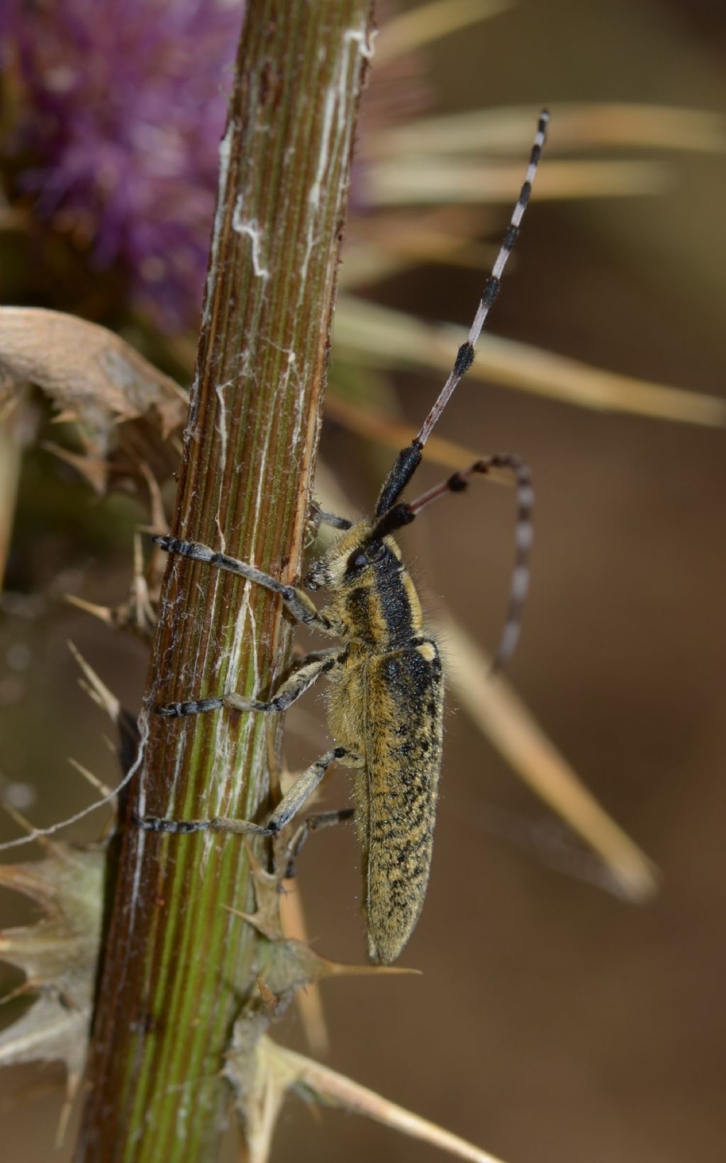 Cerambycidae: Agapanthia? Sì, Agapanthia sicula malmerendii